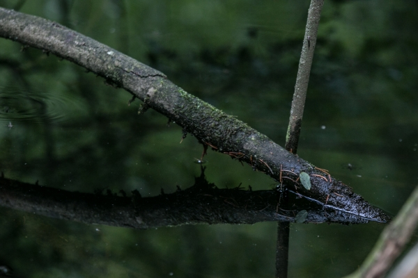 WaldskulpturGinsberger Heide - (c) L Lammers.jpg